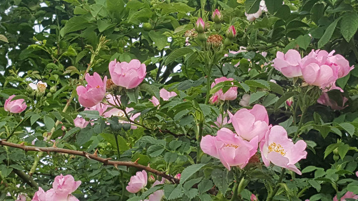 Rosa canina