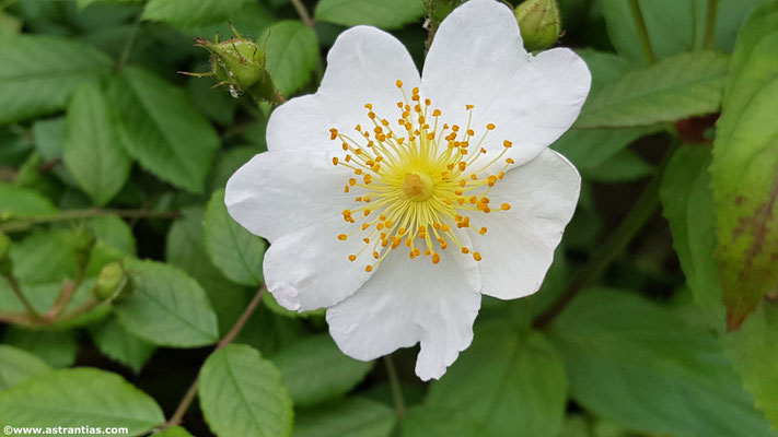 Rosa arvensis - Feldrose
