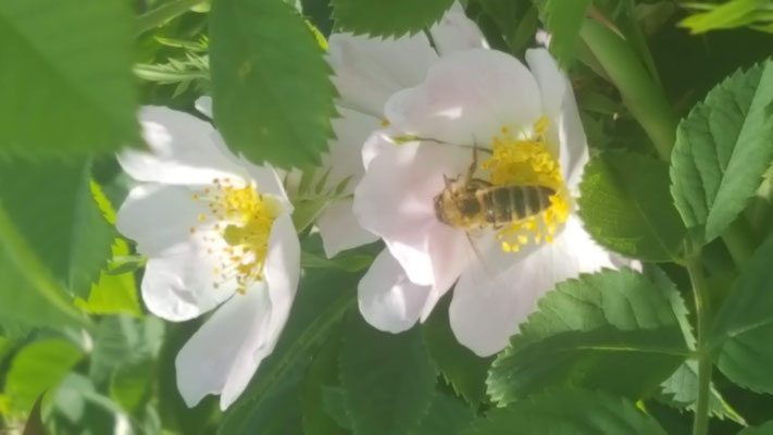 Rosa uriensis