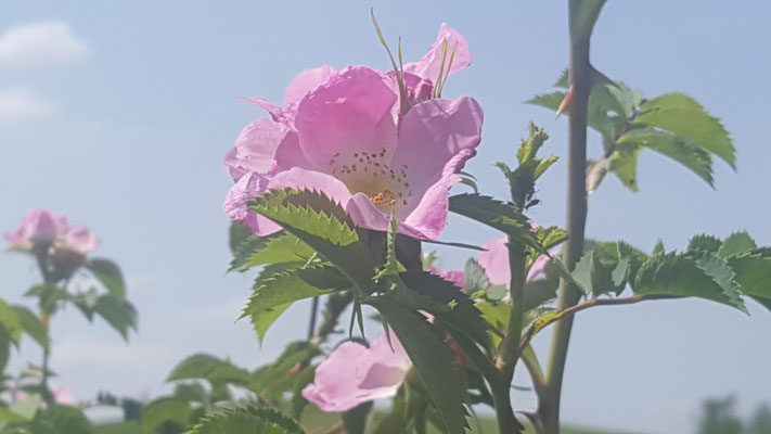 Rosa dumalis