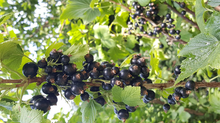 Ribes nigrum "Müli" 