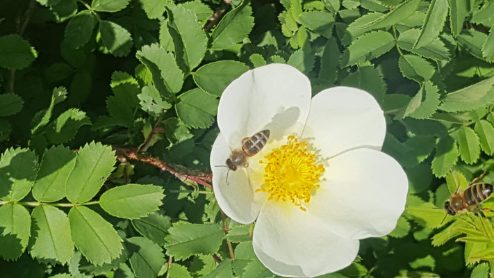Rosa arvensis