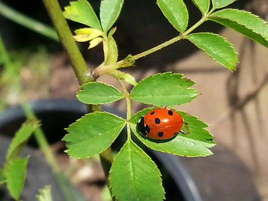 Rosa elliptica