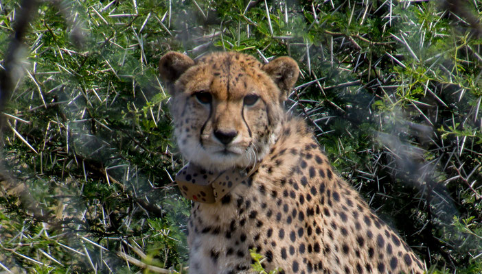 Gepard / Cheetah Tracking