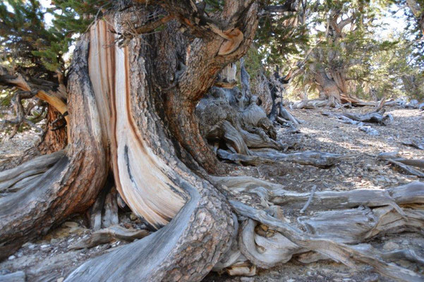 Ancient Bristlecone Pine Forest