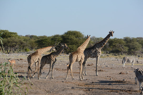 Etosha Nationalpark - Giraffen