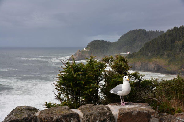 Wilde Küstenlandschaft in Oregon