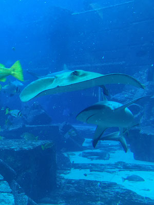 Aquarium im Atlantis the Palm Hotel