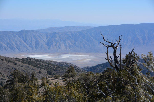 Ancient Bristlecone Pine Forest, im Hintergrund Death Valley