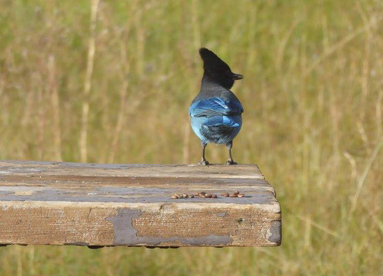 Schöner blauer Vogel