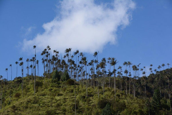 Wax palms at the Valle de Cocora