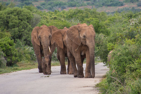 Elefanten haben Vorfahrt / Elephants have right of way