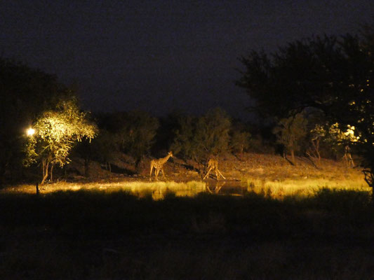 Tamboti Campground - Zum Dinner gibt's Giraffen am Wasserloch