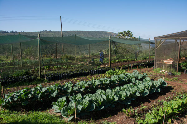 Mabuda Farm