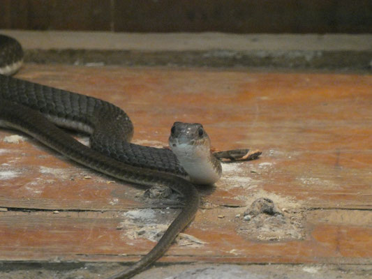 Snake Museum 