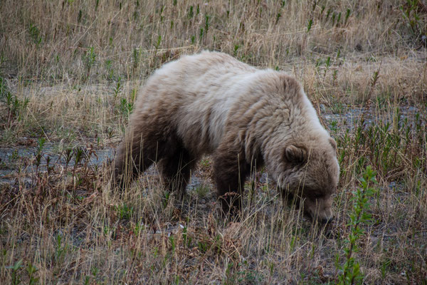 Grizzly Bär