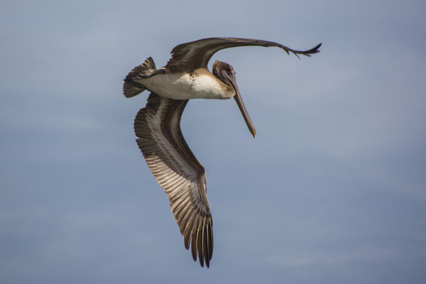 Pelikan im Sturzflug