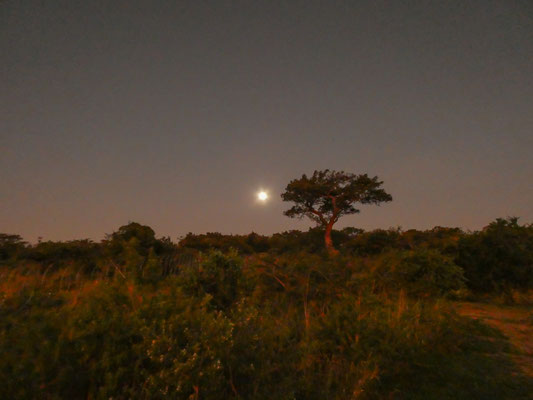 African full moon