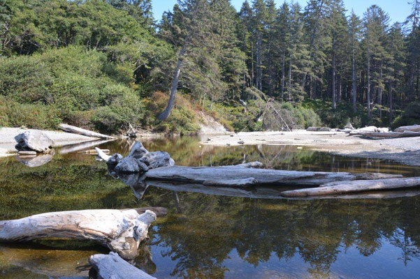 Im Olympic NP am Hoh River