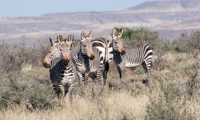 Karoo Nationalpark