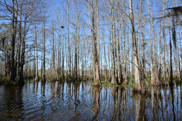 Swamp Tour