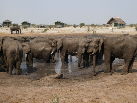 Elephant Sands