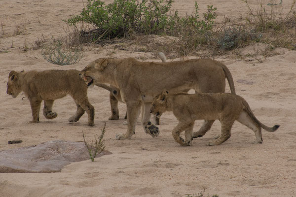 Löwenmutter mit ihren drei Jungen