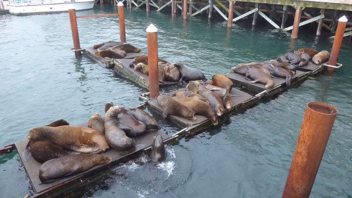 Seehunde am Pier in Newport