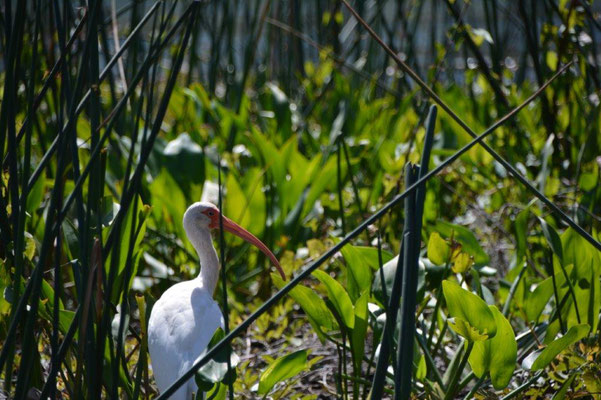 Bootstour im Wakula State Park