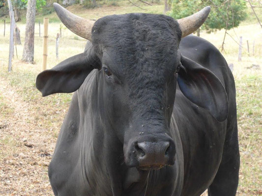 Black long-eared cow