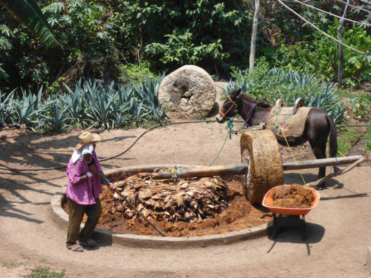 Traditional Mezcal mill on the country site