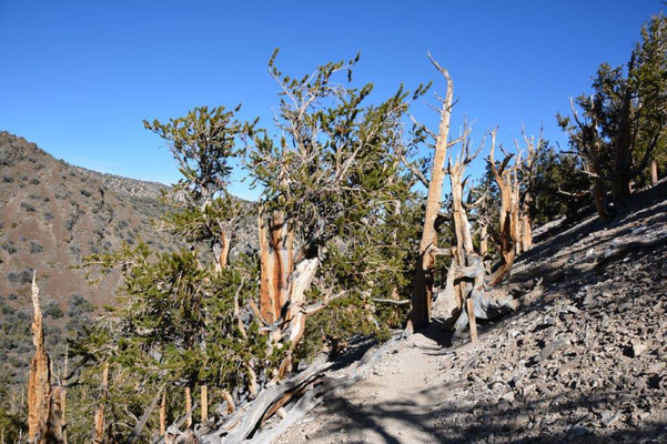 Ancient Bristlecone Pine Forest