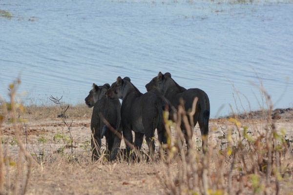 Chobe NP