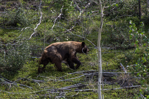 Bear on the roadside