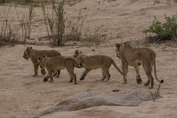 Löwenmutter mit ihren drei Jungen
