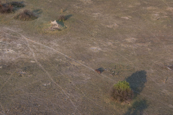 Helicopter flight over the Okavango Delta