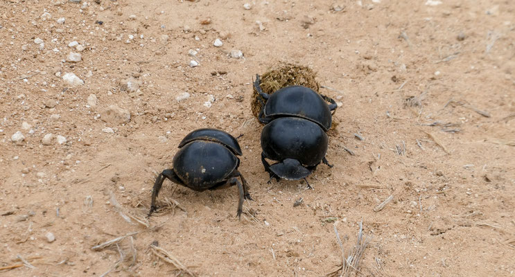 Mistkäfer / dung beetle