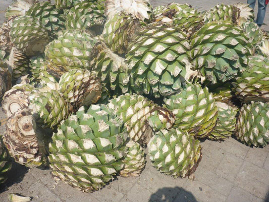 Agave as base for the production process