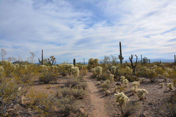 Saguaro NP in Tucson/Arizona