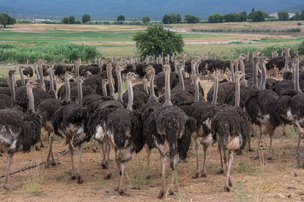 Ostrich Farm