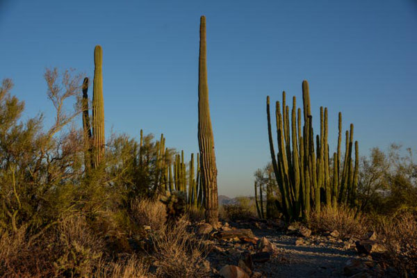 Organ Pipe  Cactus National Monument