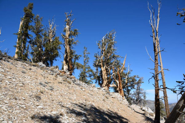 Ancient Bristlecone Pine Forest