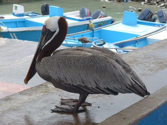 pelican is looking for food