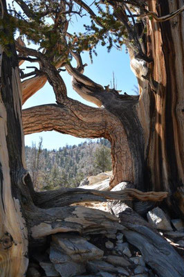 Ancient Bristlecone Pine Forest