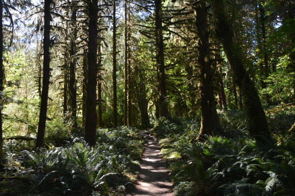 Regenwald im Olympic NP am Hoh River