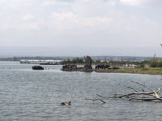 Naivasha Lake