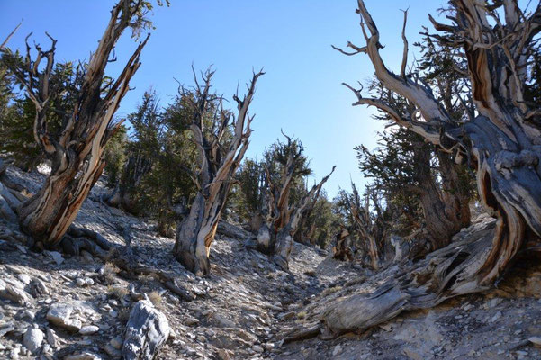 Ancient Bristlecone Pine Forest