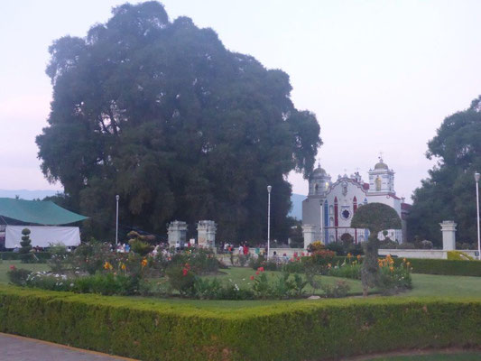 The huge tree in Tule