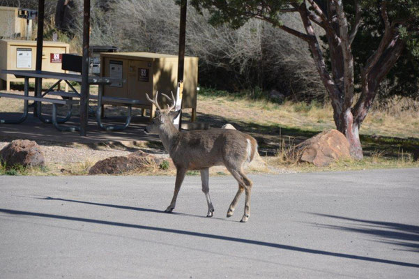 Deer on the campground in Big Bend NP