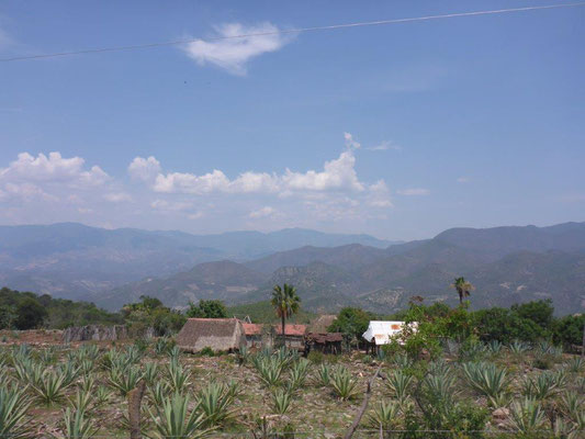 Hierva del Agua